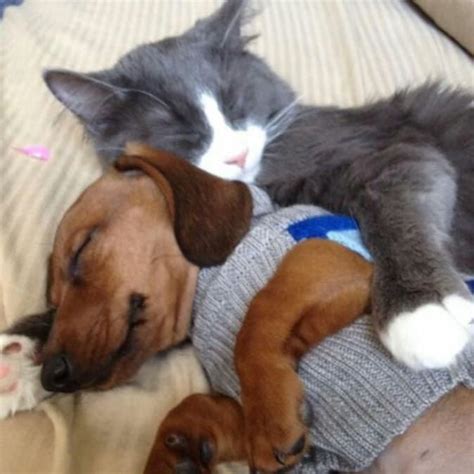 30 Adorable Animals Who Just Want To Snuggle | Snuggle dog, Cat, dog memes, Cute animals