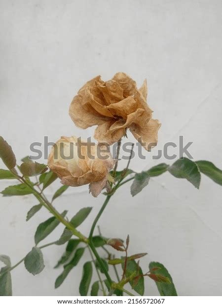 Withered Rose Garden Stock Photo 2156572067 | Shutterstock