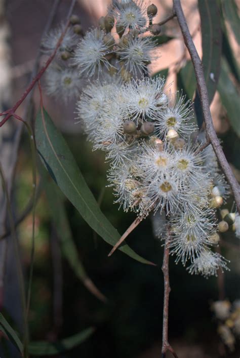 Another special Dwarf Eucalyptus for small gardens: Eucalyptus citriodora ‘Scentuous’ – Mallee ...