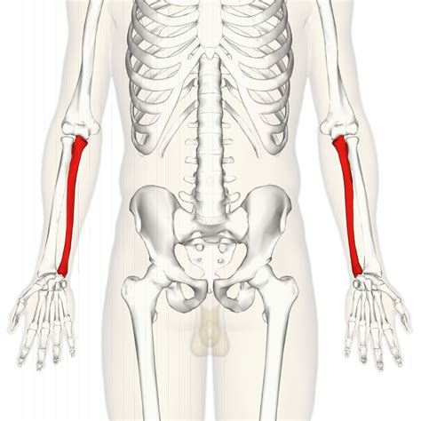 Ulna - Wikipedia