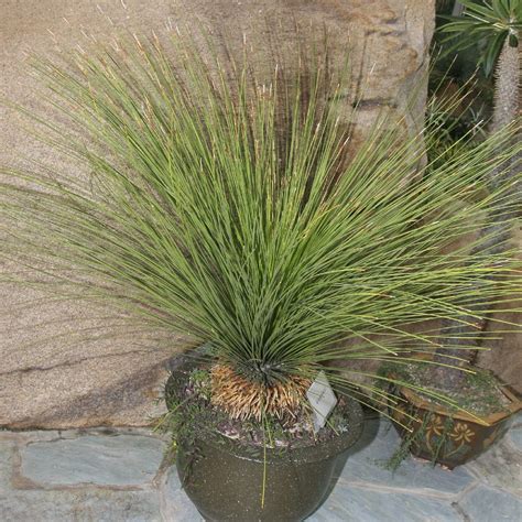 🍀 How to Grow and Care for Austral grass tree