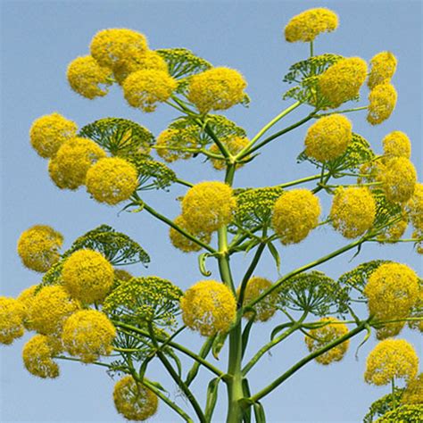 Ferula Communis Seeds (10 seeds) (Giant Fennel, Meeting Seed) - Plant ...