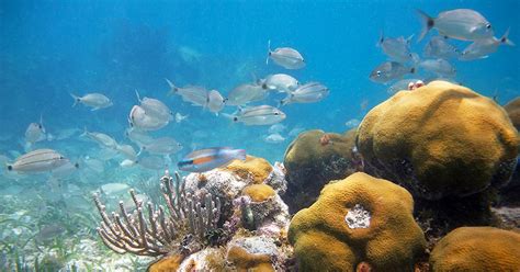 Snorkeling Florida Keys - Find The Exceptional Areas