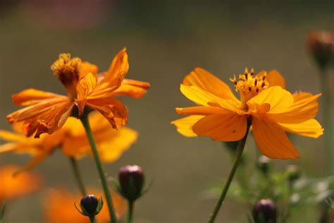 Flower with bokeh background 5497162 Stock Photo at Vecteezy