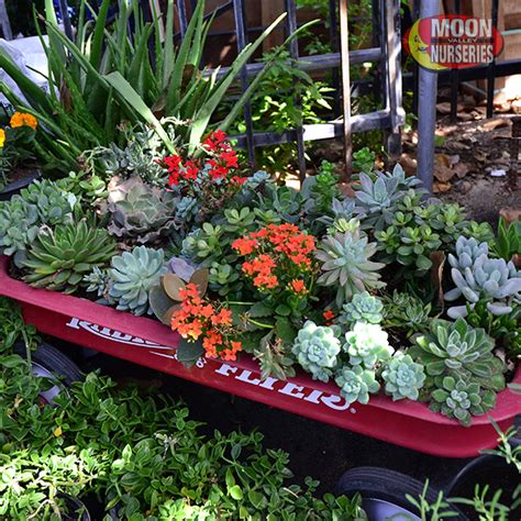 Moon Valley Nurseries has all your succulent needs! (With images) | Succulents, Plant nursery ...