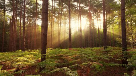 Sunrise Forest Wallpapers - Top Free Sunrise Forest Backgrounds - WallpaperAccess