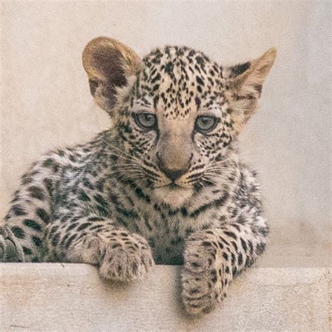 Rare Arabian leopard cubs born in AlUla