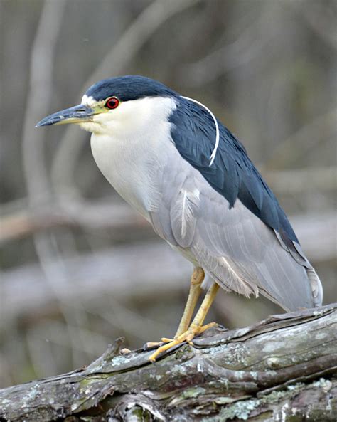 Black-crowned Night-Heron : Minnesota Breeding Bird Atlas