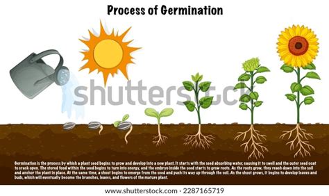 Process Germination Diagram Science Education Illustration Stock Vector ...