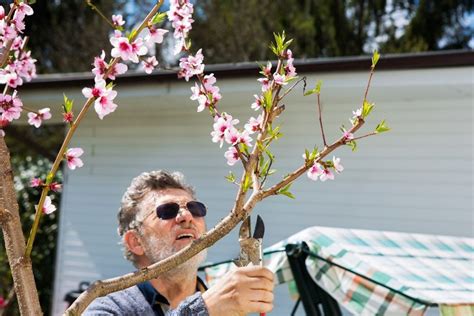 Pruning A Peach Tree: Learn How And When To Prune Back Peach Trees