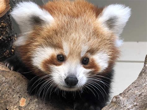 Adorable Red Panda Cub To Make Zoo Debut This Weekend – BVT News