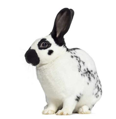 The Checkered Giant Rabbit - A Gentle Giant - LittleFurryPets