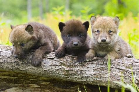 304 best Wolf puppy images on Pinterest | Baby wolves, Wild animals and ...