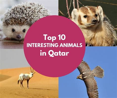 Top 10 interesting animals in Qatar