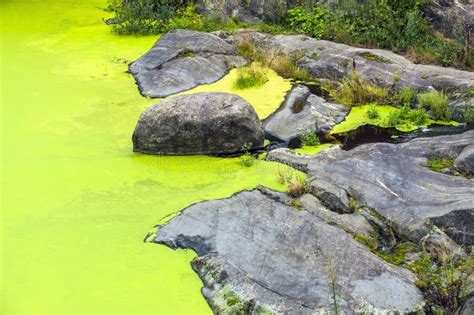 Red Algae Bloom at the Salton Sea Stock Image - Image of water, algae ...