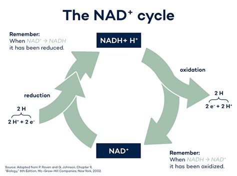 ¿Cuál es la diferencia entre NAD+ y NADH?