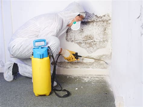 Mold Remediation Services in Denver, CO: Residential & Commercial Mold Removal