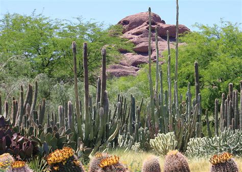 Phoenix Botanical Garden Photograph by Carol Groenen - Fine Art America