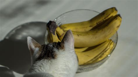 Can Cats Eat Bananas? Here's Everything You Need to Know | Pawlicy Advisor