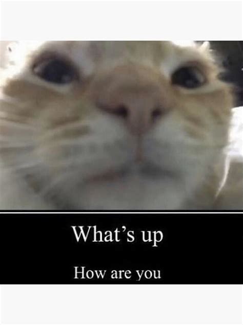 "What's up Cat Meme" Photographic Print for Sale by Goath | Redbubble