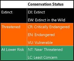 Conservation Status - The Quokka(Setonix brachyurus)