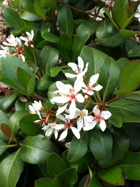 Flowering Shrubs Evergreen - Garden Plant