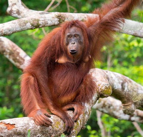 Orangutan | Definition, Habitat, Height, Weight, Lifespan, Scientific Names, & Facts | Britannica