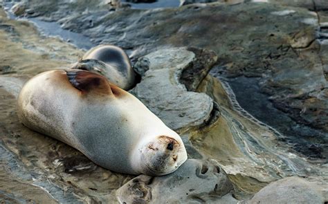 Mother Seal Nursing her Pup Photograph by Wander Ponder Photo