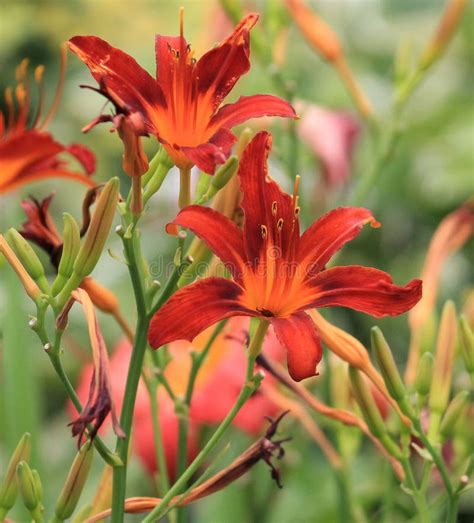 Coral Day Lilies stock photo. Image of coral, pistil - 58748120