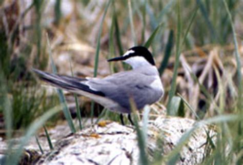 Alaska's Birders' Birds — Aleutian Tern, Alaska Department of Fish and Game