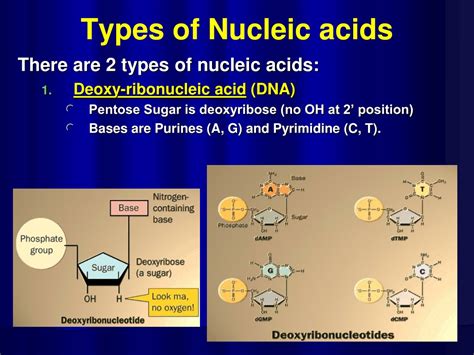 PPT - Structure and function of DNA PowerPoint Presentation, free ...