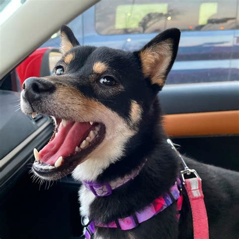 My shiba loves a good car ride : r/Eyebleach