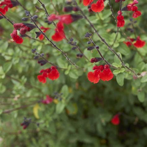 Salvia greggii 'Red' - Featured Plant | Western Star Nurseries