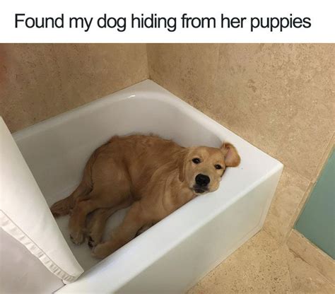 18 Happy Dog Memes That Will Make You Smile