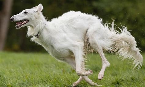 A Guide To Borzoi (Russian wolfhound) At Any Age