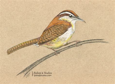 Carolina Wren Drawing at GetDrawings | Free download