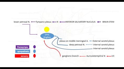 otic ganglion - YouTube