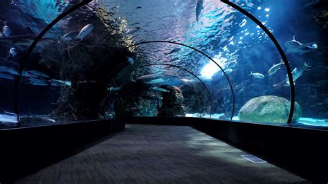 oklahoma aquarium | discover tulsa - Discover Tulsa