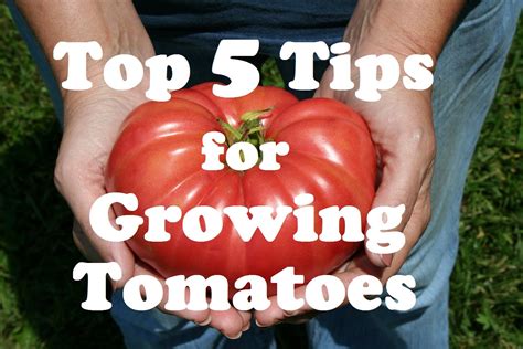 My Top 5 Tips For Growing Tomatoes. | Growing Tomatoes Guide and Tips