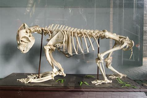 Panda skeleton, Beijing Zoo | Andrew Parmanand | Flickr