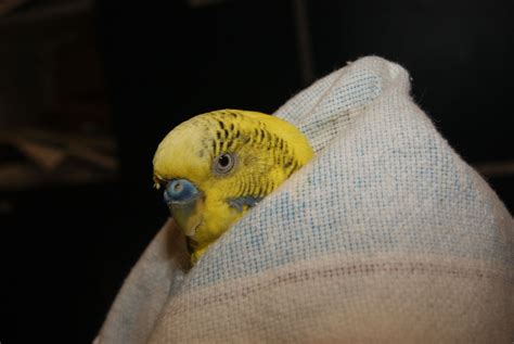 Bird Vet Perth & Melbourne (Chicken, Parrots Etc.) | The Unusual Pet Vets