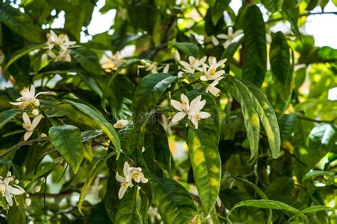 Bitter Orange Tree Flowers and Fruits Stock Photo - Image of health ...