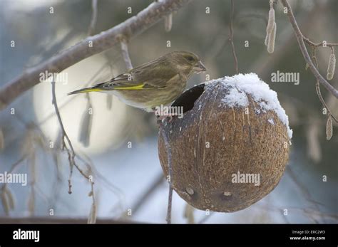 Greenfinch nest hi-res stock photography and images - Alamy