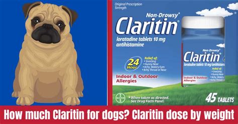 How much Claritin for dogs - Claritin dose by weight