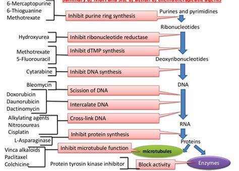 MECHANISM OF ACTION OF DRUGS