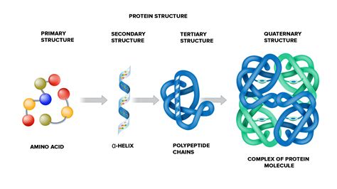 12.Discuss the different kinds of interactions that stabilize the tertiary structures of proteins.