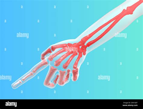 Los huesos del esqueleto médico de salud área dolor rojo, 3d ilustración, horizontal Fotografía ...