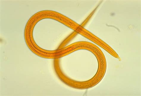 Nematodes: The Tiny Creatures That Rule The Earth