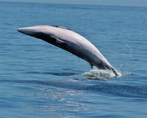 Galapagos Minke Whale - Top Facts, Habitat & Information