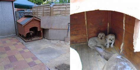 Rescuers Find Dogs Living On Puppy Farm In Terrible Conditions - The Dodo